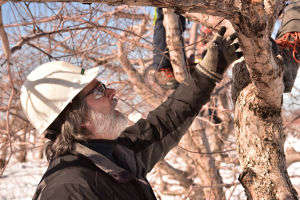 Service de foresterie urbaine pour les villes et autres