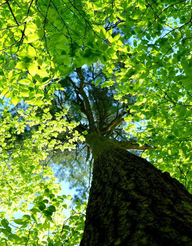 Foresterie urbaine