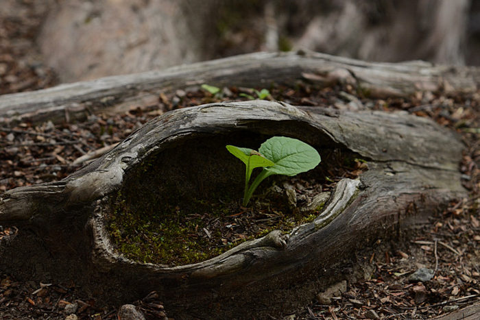 Foresterie urbaine