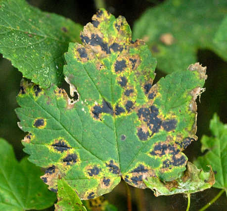 Expert en detection d'insectes et de maladie d'arbres