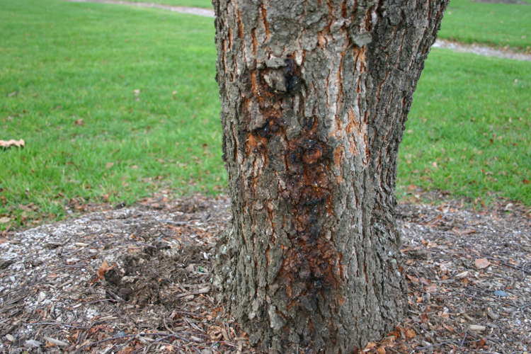 Expert en detection d'insectes et de maladie d'arbres