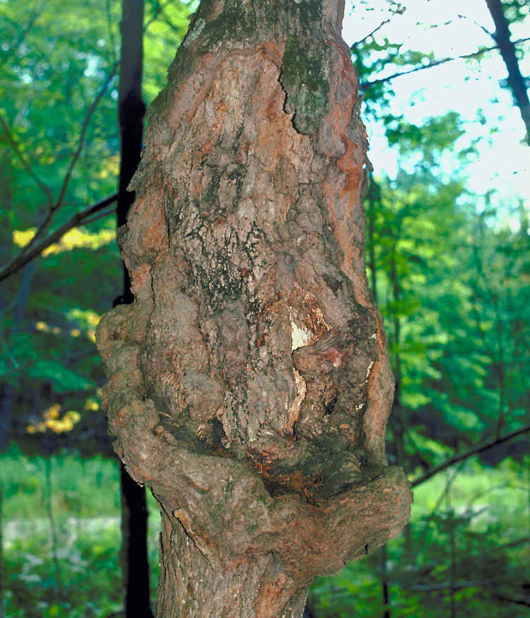 Expert en detection d'insectes et de maladie d'arbres