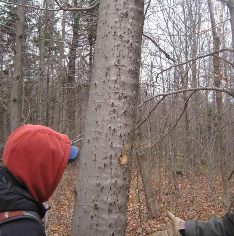 Expert en detection d'insectes et de maladie d'arbres