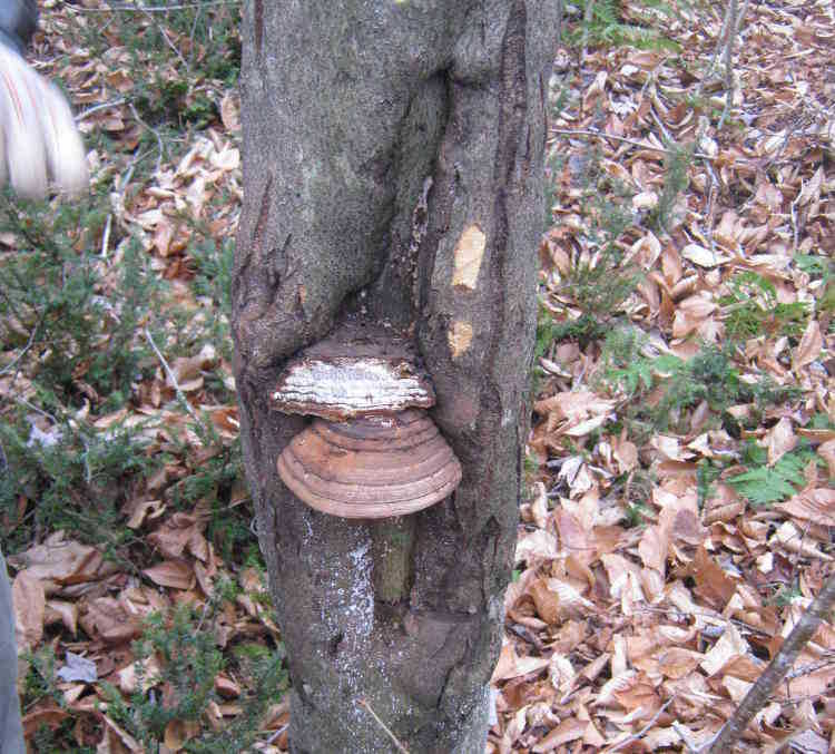 Expert en detection d'insectes et de maladie d'arbres