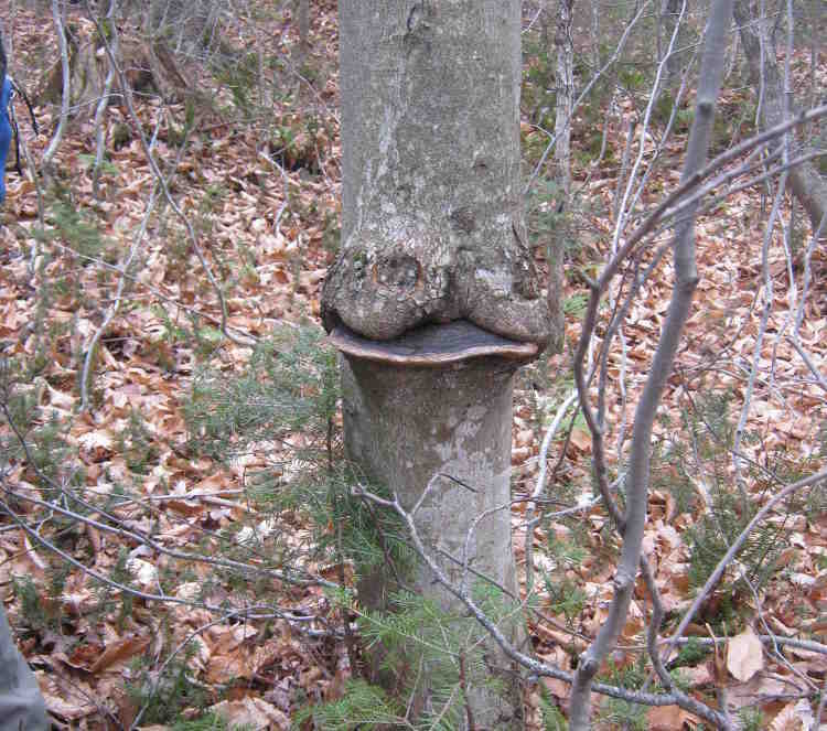 Expert en detection d'insectes et de maladie d'arbres