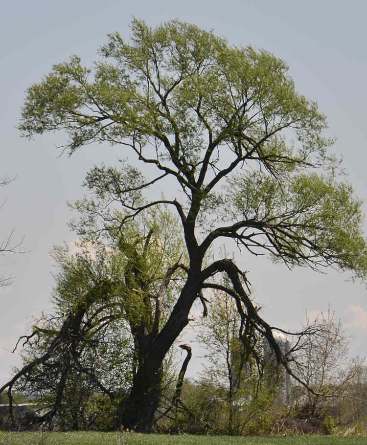 Expertise d'arbre